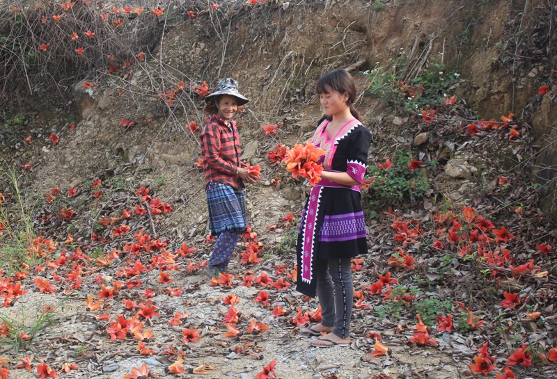 Hoa gạo “thắp lửa” cho những khu rừng. Những nhành gạo đỏ vươn cao. Dẫu tàn cuống rơi rụng, bông gạo vẫn giữ màu tươi thắm. Nhìn từ xa, màu hoa gạo tựa như màu phượng vĩ tháng 5. Thiếu nữ người Mông xã Bản Mế (Si Ma Cai) gom từng bông gạo đỏ. Lạc bước với sắc màu “rực lửa”. Rừng gạo đỏ tô điểm cho bản làng vùng biên. Hoa gạo dọc tuyến đường biên Si Ma Cai – Pha Long (Mường Khương).