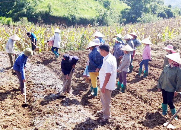 Hướng dẫn người dân lên luống và trồng lạc đúng kỹ thuật.