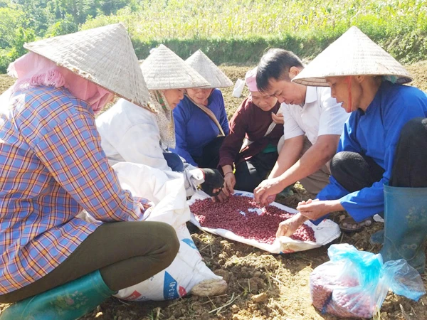 Bắc Hà: Mở rộng diện tích trồng lạc đỏ địa phương theo hướng hàng hóa ảnh 1
