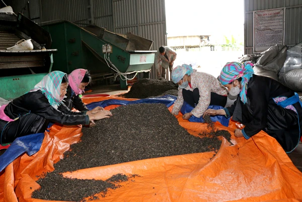 Phân loại chè thành phẩm tại Hợp tác xã Chè Bản Liền.