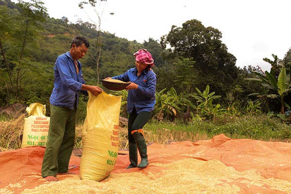 Mùa thu hoạch lúa nếp Mường Bo ảnh 10