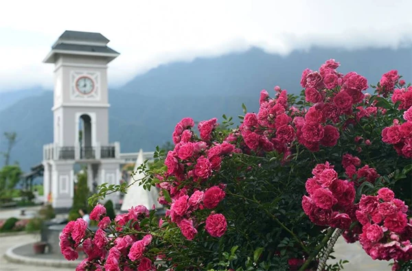 Cả đồi hoa tím đẹp ngỡ ngàng ở Fansipan, cần gì đi châu Âu ngắm lavender? ảnh 8