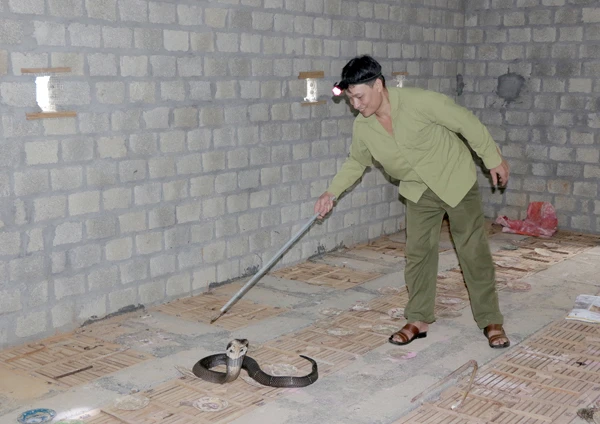 Anh Ngô Văn Bình bắt rắn hổ mang để kiểm tra bệnh.