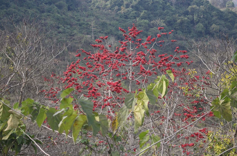 Hoa gạo đỏ rực trời biên giới ảnh 4