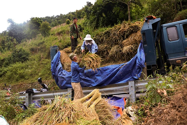 Mùa thu hoạch lúa nếp Mường Bo ảnh 4