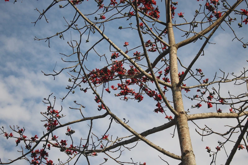 Hoa gạo đỏ rực trời biên giới ảnh 2