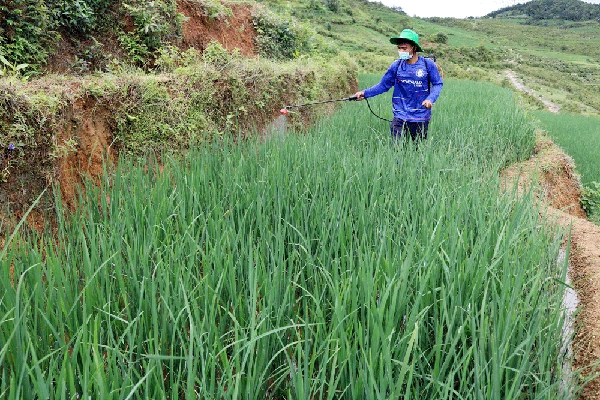 Người dân phun thuốc phòng trừ sâu keo trên lúa.