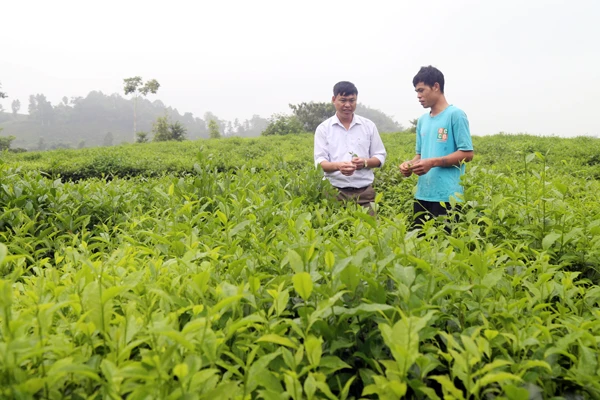 Công ty Cổ phần Chè Thanh Bình liên kết với khoảng 2.000 hộ xây dựng vùng nguyên liệu chè hơn 2.500 ha.