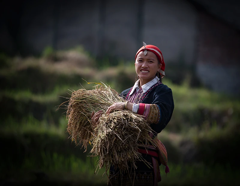 Sa Pa hối hả vào vụ gặt ảnh 8