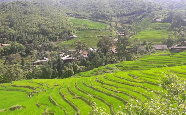Ruộng bậc thang Nậm Sài.
