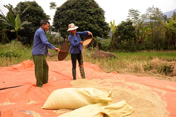 Mùa thu hoạch lúa nếp Mường Bo ảnh 8