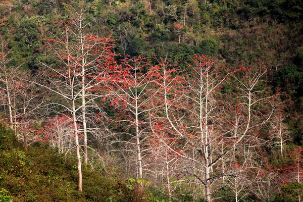 Hoa gạo “thắp lửa” cho những khu rừng. Những nhành gạo đỏ vươn cao. Dẫu tàn cuống rơi rụng, bông gạo vẫn giữ màu tươi thắm. Nhìn từ xa, màu hoa gạo tựa như màu phượng vĩ tháng 5. Thiếu nữ người Mông xã Bản Mế (Si Ma Cai) gom từng bông gạo đỏ. Lạc bước với sắc màu “rực lửa”. Rừng gạo đỏ tô điểm cho bản làng vùng biên. Hoa gạo dọc tuyến đường biên Si Ma Cai – Pha Long (Mường Khương).