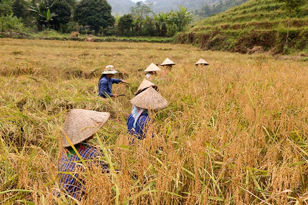Mùa thu hoạch lúa nếp Mường Bo ảnh 2