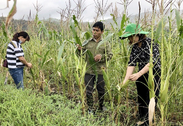 Cán bộ Chi cục Trồng trọt và Bảo vệ thực vật tỉnh kiểm tra tình hình sâu hại tại xã Y Tý (Bát Xát).