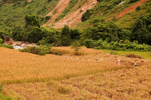 Nếp Mường Bo được canh tác trên những thửa ruộng bậc thang. Giống lúa nếp Mường Bo có thân cao tới 2m. Sau khi gặt, người dân sẽ vận chuyển lúa về nhà. Người dân thôn Nậm Củn dùng ô tô để vận chuyển lúa. Một số hộ dân ở thôn Lếch, xã Thanh Kim cũng trồng lúa nếp Mường Bo để phục vụ gia đình và phát triển kinh tế. Người dân thôn Mường Bo 1 thu lúa sau khi gặt. Tuốt lúa bằng máy. Lúa phơi khô được quạt sạch… …và đóng bao để vận chuyển về nhà. Người dân vui vì nếp Mường Bo bán được giá cao (30.000 đồng/kg thóc).