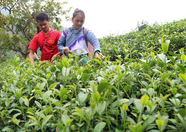 Vợ chồng anh Cư Seo Mười thu hái chè cuối vụ 2019.