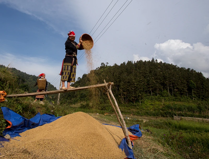 Sa Pa hối hả vào vụ gặt ảnh 6