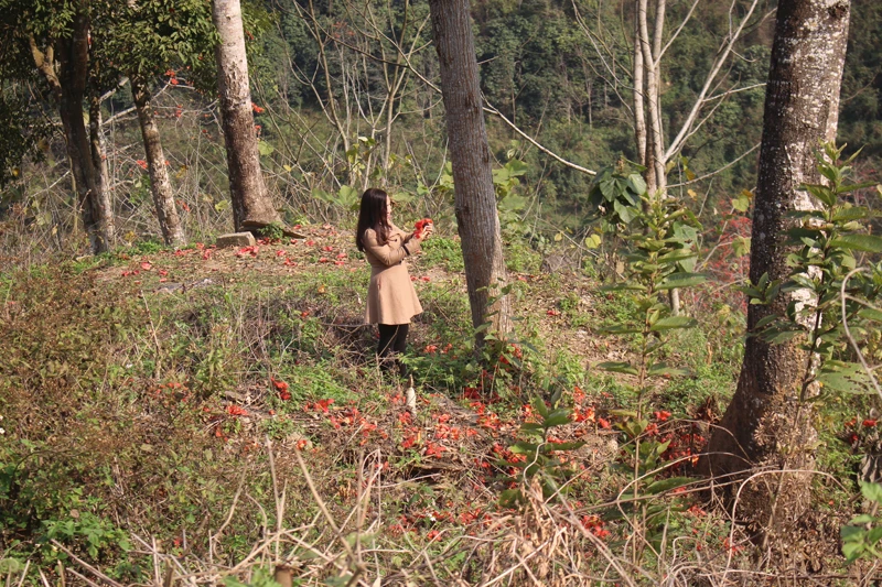 Hoa gạo đỏ rực trời biên giới ảnh 6