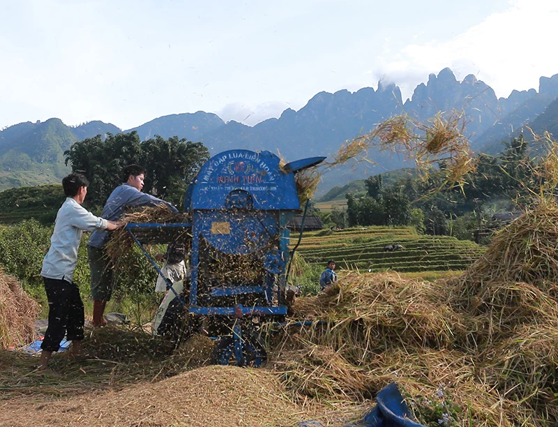 Sa Pa hối hả vào vụ gặt ảnh 5
