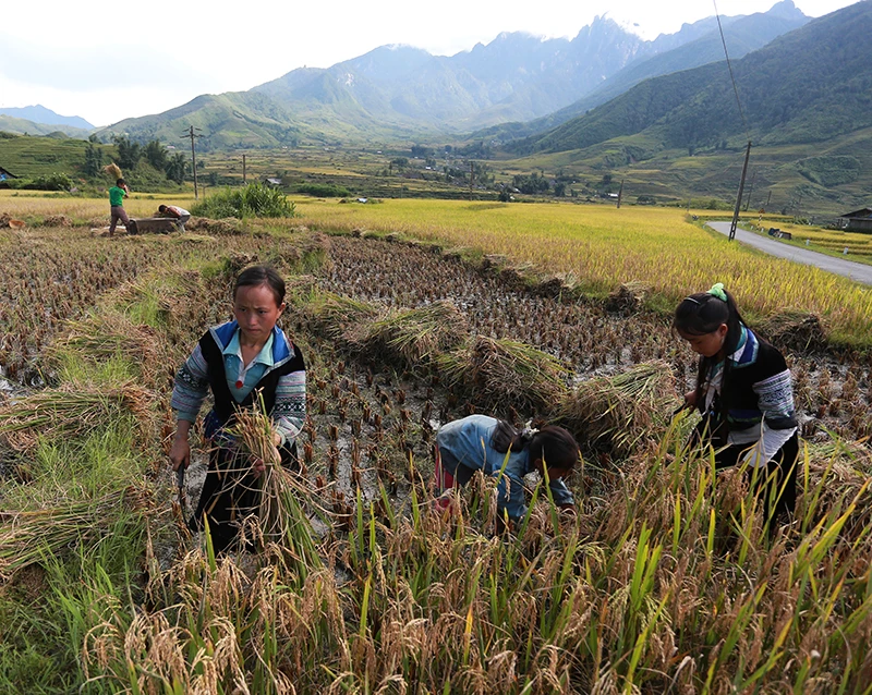 Sa Pa hối hả vào vụ gặt ảnh 3