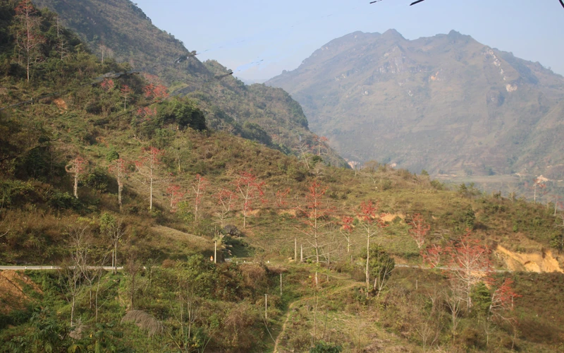 Hoa gạo đỏ rực trời biên giới ảnh 9