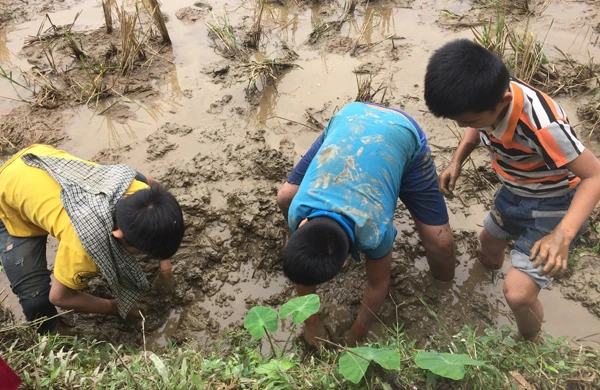 Lũ trẻ lấm lem bắt lươn đồng.