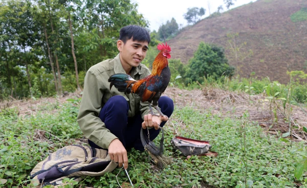 Chinh và chú gà mồi cùng bộ đồ nghề bẫy gà rừng.