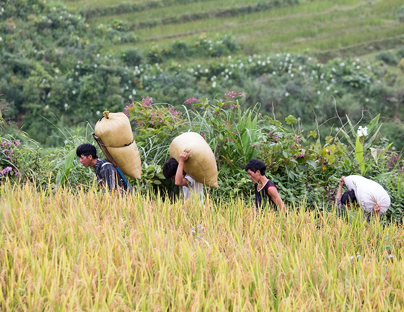 Sa Pa hối hả vào vụ gặt ảnh 7
