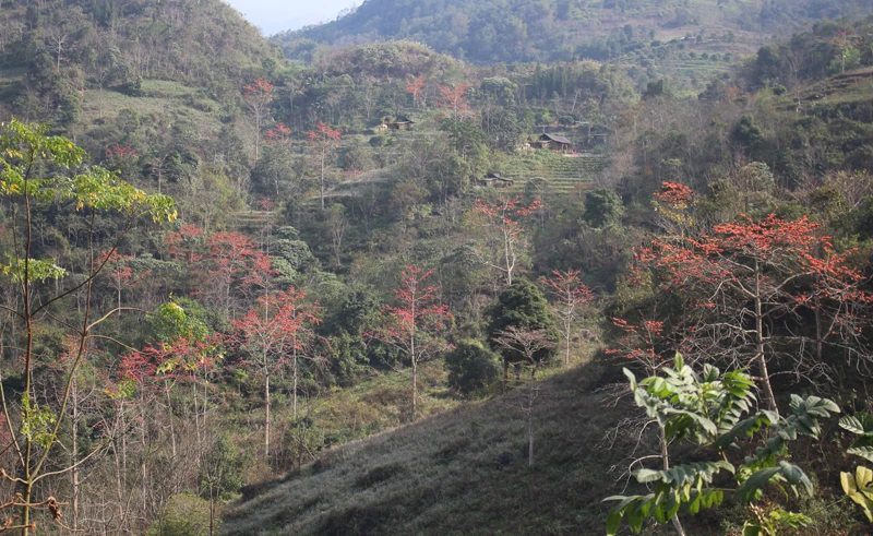 Hoa gạo đỏ rực trời biên giới ảnh 8