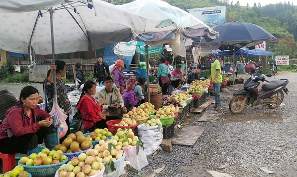 Đào gắn mác Sa Pa bán tại khu vực km 31, Quốc lộ 4D, đoạn xã Sa Pả. Đào gắn mác Sa Pa bán tại khu vực km 31, Quốc lộ 4D, đoạn xã Sa Pả.