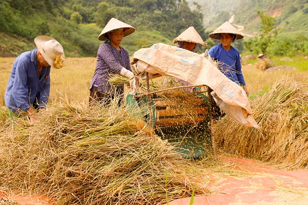 Mùa thu hoạch lúa nếp Mường Bo ảnh 7