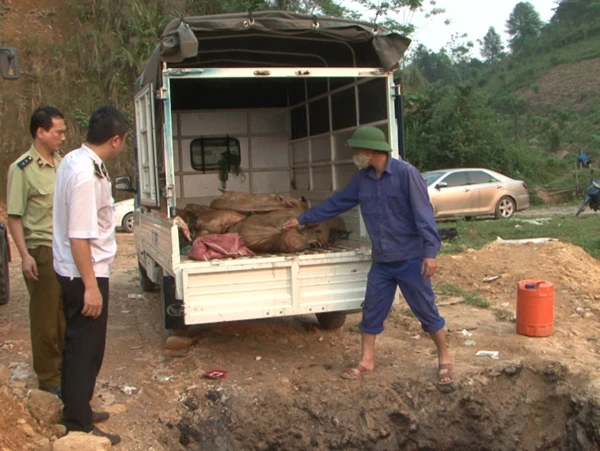 Lực lượng chức năng tiêu hủy cá tầm không rõ nguồn gốc.