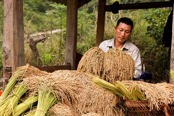Mùa thu hoạch lúa nếp Mường Bo ảnh 5
