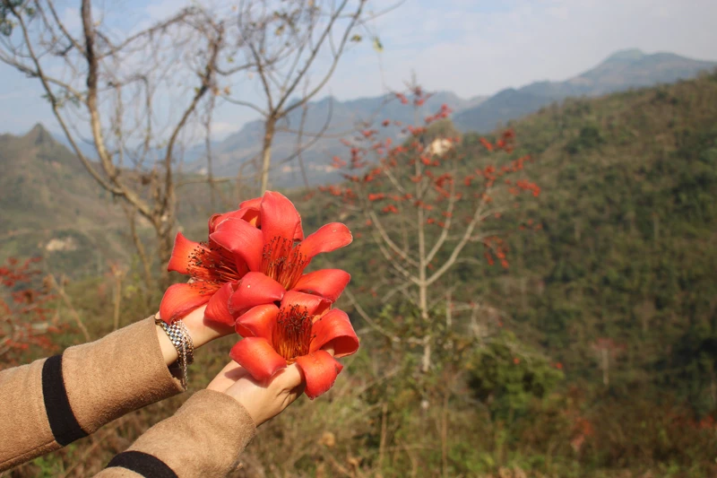 Hoa gạo đỏ rực trời biên giới ảnh 7