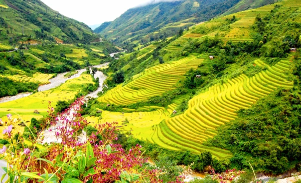 Vẻ đẹp ruộng bậc thang Sa Pa.