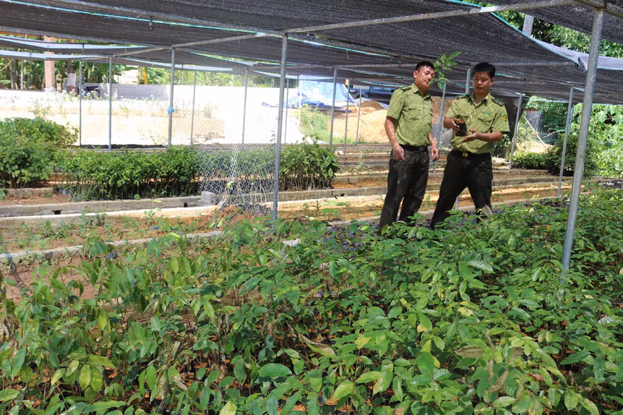 Cây gáo hoa trắng được gieo ươm để phục vụ trồng mới rừng phòng hộ.