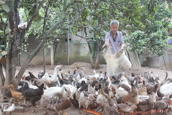 Người dân huyện Bảo Thắng phát triển chăn nuôi gia cầm thay cho đàn lợn.