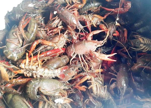 “Tôm hùm đất” là sinh vật ngoại lai xâm hại.