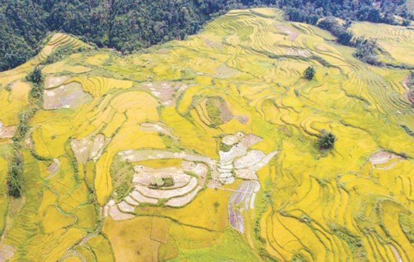 Ruộng bậc thang xã San Sả Hồ (Sa Pa) vào vụ lúa chín. Ảnh: Ngọc Bằng