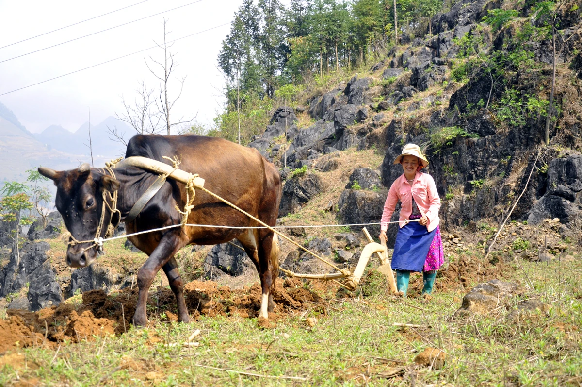 Công việc làm nương, gieo hạt ở vùng cao chủ yếu là phụ nữ đảm nhiệm. Cày nương là việc rất vất vả cần phải có sức khỏe và sự khéo léo. Bừa đất sau khi cày vỡ để gieo hạt. “Đầu cơ nghiệp” đồng hành cùng mùa gieo hạt mới của phụ nữ vùng cao. Người Mông vẫn ví rằng, cưới được vợ khỏe là như trong nhà vừa tậu con trâu tốt, bởi mọi công việc của đàn ông, phụ nữ Mông đều làm rất tốt. Bừa đất tơi xốp sẽ giúp gieo hạt lên nhanh và tốt hơn. Những khoảng đất trống này, sau vài tháng sẽ được phủ xanh bởi ngô, đậu tương.