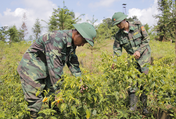 Cán bộ, chiến sĩ Đồn Biên phòng Nậm Chảy chăm sóc vườn ớt. Cán bộ, chiến sĩ Đồn Biên phòng Nậm Chảy chăm sóc vườn ớt.