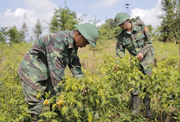 Cán bộ, chiến sĩ Đồn Biên phòng Nậm Chảy chăm sóc vườn ớt.