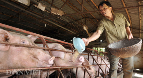 Ngày 15/7, giá thịt lợn hơi đã lên mức 40 nghìn đồng/kg, dự báo còn sẽ tăng trong những ngày tới (Ảnh minh họa).