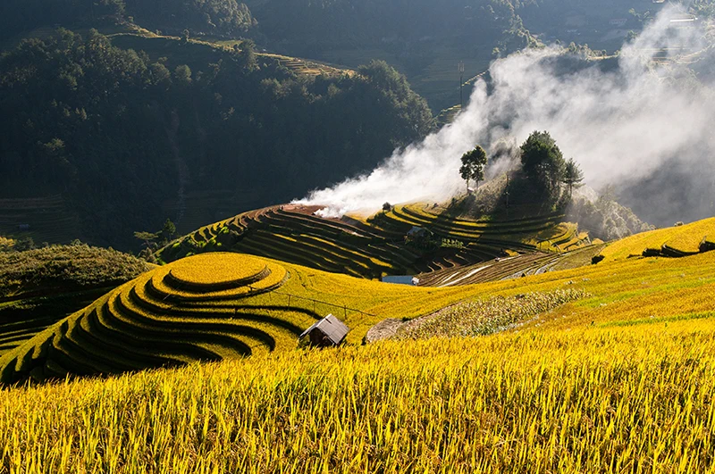 Ruộng bậc thang Mù Căng Chải đẹp nhất vào mùa lúa chín.