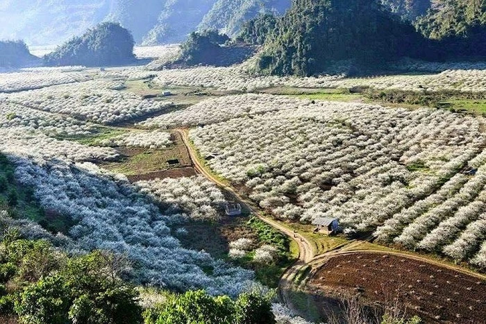 Mộc Châu nổi tiếng với những triền mận bung sắc trắng.