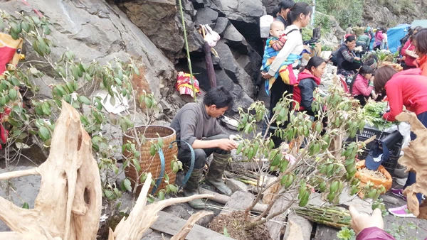 Cây hoa đỗ quyên bày bán tại khu du lịch thác Bạc. Khu vực người dân bày bán nhiều loài cây rừng, trong đó có cây hoa đỗ quyên.