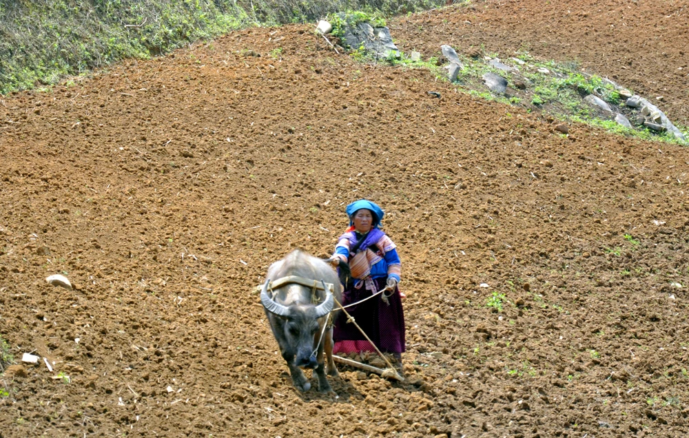 Công việc làm nương, gieo hạt ở vùng cao chủ yếu là phụ nữ đảm nhiệm. Cày nương là việc rất vất vả cần phải có sức khỏe và sự khéo léo. Bừa đất sau khi cày vỡ để gieo hạt. “Đầu cơ nghiệp” đồng hành cùng mùa gieo hạt mới của phụ nữ vùng cao. Người Mông vẫn ví rằng, cưới được vợ khỏe là như trong nhà vừa tậu con trâu tốt, bởi mọi công việc của đàn ông, phụ nữ Mông đều làm rất tốt. Bừa đất tơi xốp sẽ giúp gieo hạt lên nhanh và tốt hơn. Những khoảng đất trống này, sau vài tháng sẽ được phủ xanh bởi ngô, đậu tương.