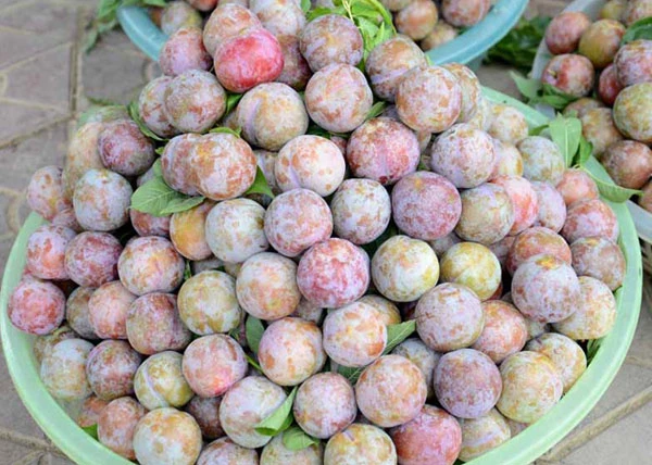 Mận tam hoa chín sớm.