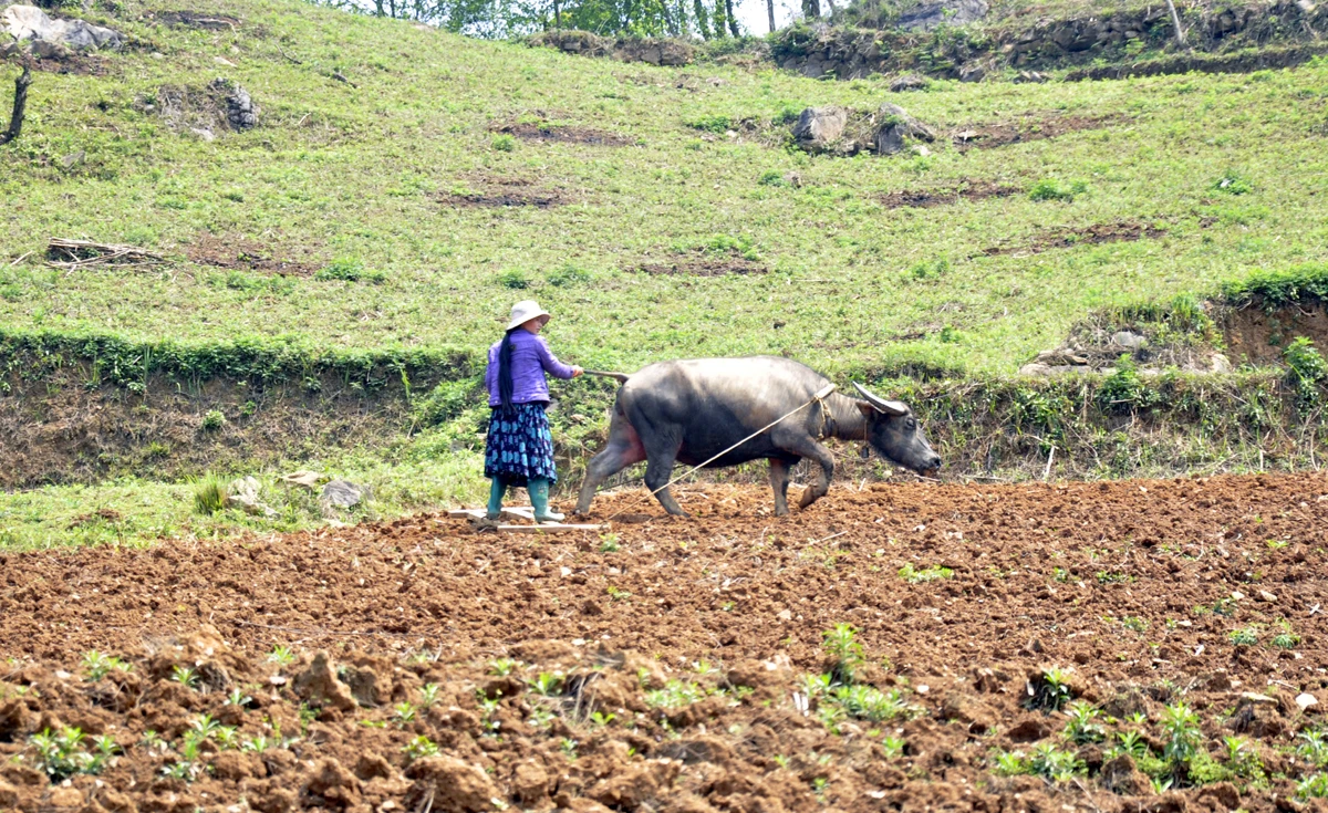 Công việc làm nương, gieo hạt ở vùng cao chủ yếu là phụ nữ đảm nhiệm. Cày nương là việc rất vất vả cần phải có sức khỏe và sự khéo léo. Bừa đất sau khi cày vỡ để gieo hạt. “Đầu cơ nghiệp” đồng hành cùng mùa gieo hạt mới của phụ nữ vùng cao. Người Mông vẫn ví rằng, cưới được vợ khỏe là như trong nhà vừa tậu con trâu tốt, bởi mọi công việc của đàn ông, phụ nữ Mông đều làm rất tốt. Bừa đất tơi xốp sẽ giúp gieo hạt lên nhanh và tốt hơn. Những khoảng đất trống này, sau vài tháng sẽ được phủ xanh bởi ngô, đậu tương.