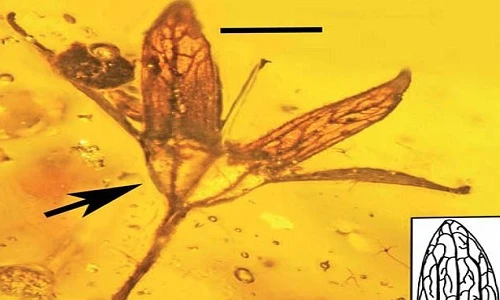 Bông hoa được bảo quản nguyên vẹn trong khối hổ phách suốt 100 triệu năm.